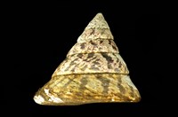 藏品(牛蹄鐘螺)的圖片